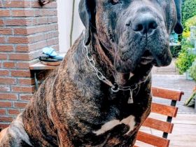 Presa Canario Hündin
