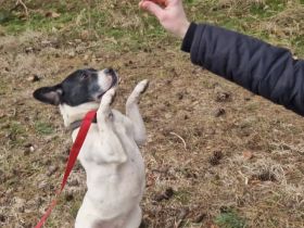 Havana- sucht einfühlsame Menschen mit Humor