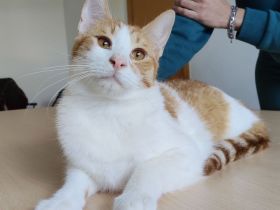 Mileno, freundlich und immer zum Spielen bereit, sucht ein Zuhause