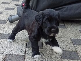 Portugiesischer Wasserhunde Welpe Hündin Amy