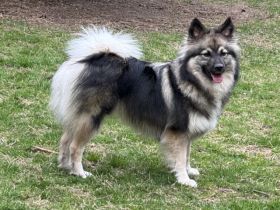 Großspitz Hündin Raya mit 1,5 Jahren sucht erneut ihre Familie