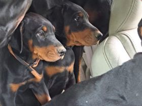 Dobermann Welpen - Champion Blutlinie - geimpft - 1500€