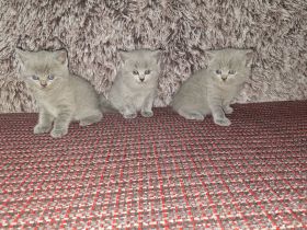 Britisch kurzhaar kitten zu verkaufen