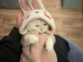 2 Katzen, reinrassig, männlich weiblich