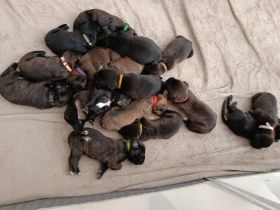 Cane Corso Italiano Welpen
