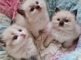 GroBe reinrassige Ragdoll Kitten mit sehr gutem Stammbaum suchen ein neues Zuhause