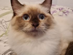 GroBe reinrassige Ragdoll Kitten mit sehr gutem Stammbaum suchen ein neues Zuhause
