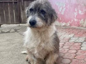 Zuhause gesucht für Lori