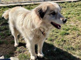 Freies Körbchen gesucht für Bernie