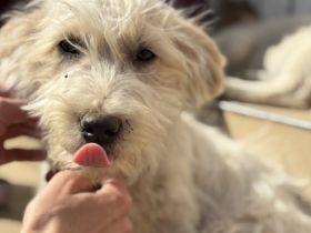 Keks - süß und lebhaft