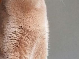 Abbesinier Kätzin Jung und mega verschmust