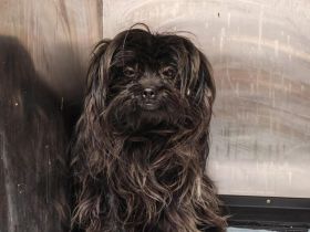 Elan sucht sein Zuhause