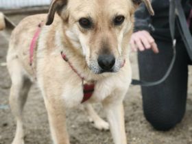 Pumba sucht sein Für-immer-Zuhause