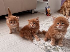 Reinrassige Maine Coon Kitten