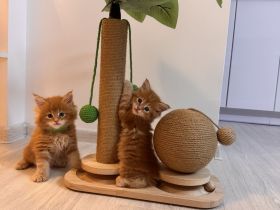 Reinrassige Maine Coon Kitten