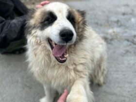 Panda sucht sein Für-immer-Zuhause