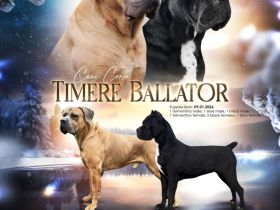 Es werden Cane-Corso-Welpen von prächtigen, großgewachsenen Eltern angeboten