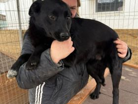 Lennox sucht sein Für-immer-Zuhause