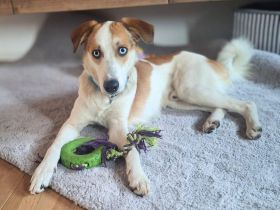 Khany in 86911 Diessen sucht sein Für-immer-Zuhause