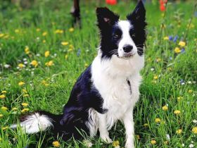 Merle in 15370 Petershagen sucht ihr Für-immer-Zuhause