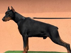 Es wird ein ausgewachsener Dobermann-Rüde angeboten
