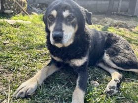 Seniorenheimat für liebenswerte Flower gesucht