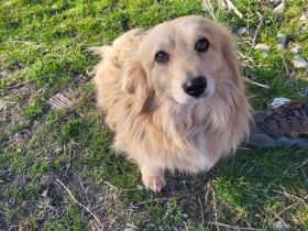 Herzenshund Lenni sucht Familienanschluss