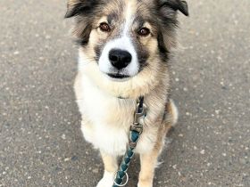 Lola in 64832 Babenhausen sucht ihr Für-immer-Zuhause