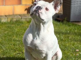 Leo in 06792 Sandersdorf-Brehna sucht sein Für-immer-Zuhause