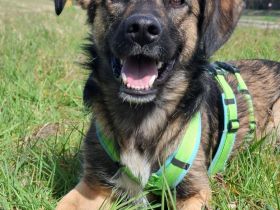 Pino auf Pflegestelle in 48268 Greven sucht sein Für-immer-Zuhause