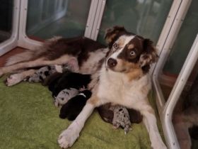 10 Supersüsse Australian Shepherd-Welpen suchen ihr Für-Immer-Zuhause
