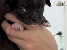 Langhaar Chihuahua-Welpen mit Ahnentafel abzugeben