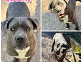 Queeny eine zauberhafte Familienhündin