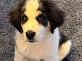 Lennart sucht ein neues Zuhause