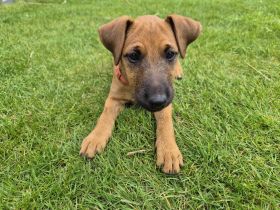 Jagdterrier/ Heideterrier