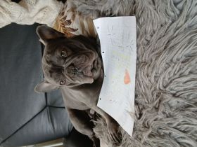 Männliche Franz. Bulldogge