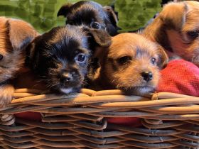 Fünf winzige Herzensbrecher suchen ein Zuhause (Yorkie-Chihuahua-Mix)