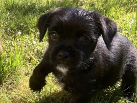 Eine kleine Herzensbrecherin sucht  noch ein Zuhause (Yorkie-Chihuahua-Mix)