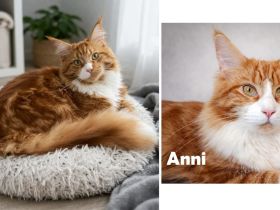 Alf & Anni - verschmustes Geschwisterpaar sucht gemeinsames Zuhause