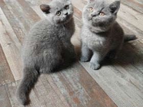 BKH BRITISCH kurzhaar 12 Wochen