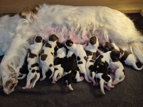 Kooikerhondje Kooiker Welpen