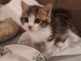 Kätzchen Britisch Kurzhaar BKH Gr.Eu. Champion Kater Katze Whiskas