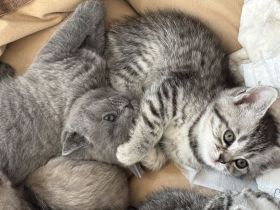 Britisch Kurzhaar Kitten Blue & Classic tabby männlich & weiblich Stammbaum