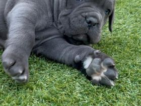 Cane Corso Welpen