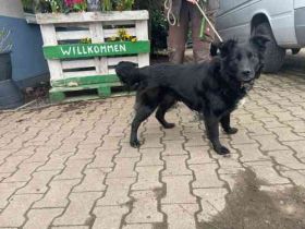 Hoonah, Mischling, geb. 2022, will die Welt erkunden