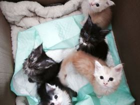 Maine Coon Kitten in liebevolle Hände abzugeben