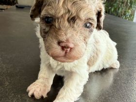 Bezaubernde Welpen aus Bolonka zwetna - Toypudel