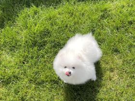Pomeranian (Zwergspitz) Rüden – weiß & weiß-creme – top Abstammung