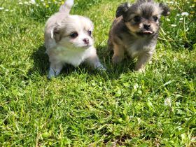 Süße langhaar Chihuahua