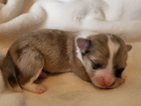 Süße langhaar Chihuahua